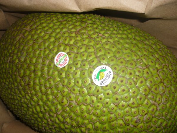 Jackfruit