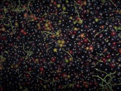Frozen black currant C class
