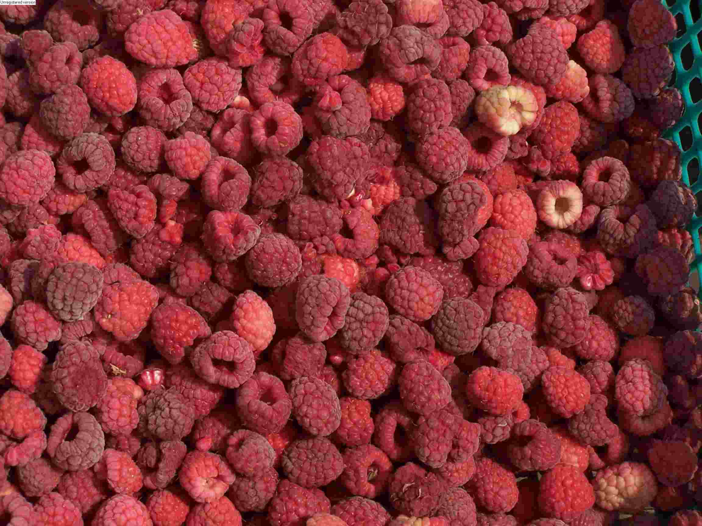 IQF Raspberry