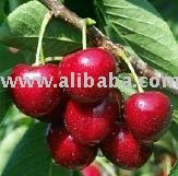 Frozen Cherry Fruit