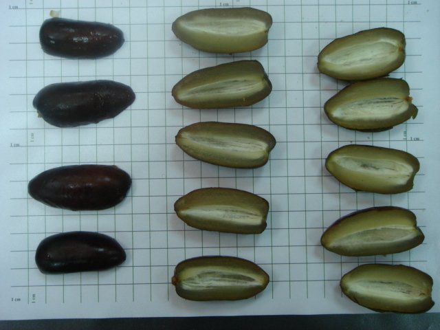 I. Q. F FROZEN BLACK  DATES - SEEDLESS  HALVES