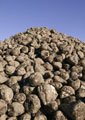 Beet Sugar