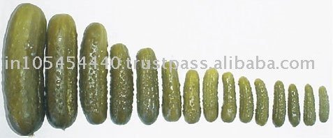 gherkins in vinegar