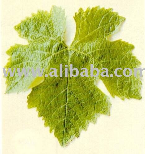 Grape Leaf