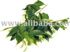  Fresh   Curry  Leaves
