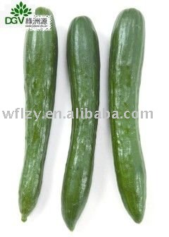  canned   bulk  baby gherkin