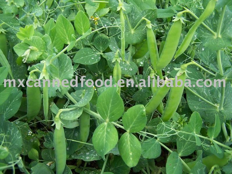 Canned  Fresh   Peas  In Producing