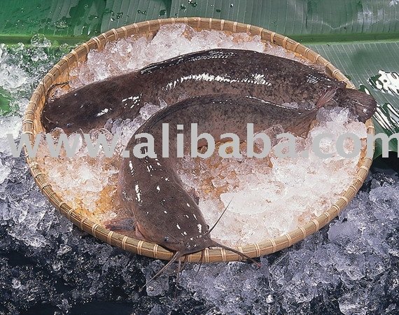 Catfish   Fillet