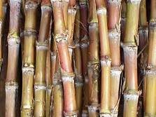 RAW   CANE   SUGAR 