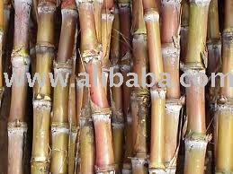 cane sugar