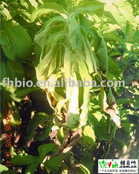 Natural Stevia powder