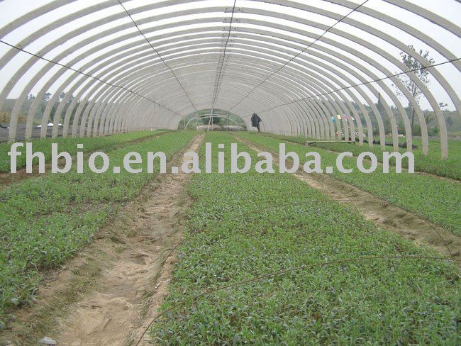 98% Rebaudioside A - Stevia extract powder
