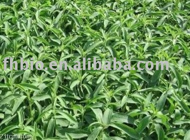Standardized Stevia Leaf Extract powder