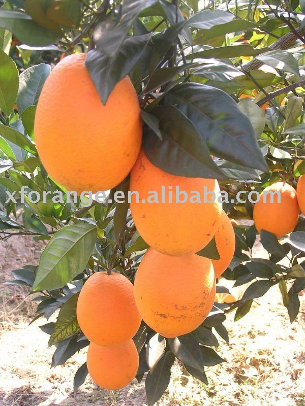 Gannan Fresh navel orange