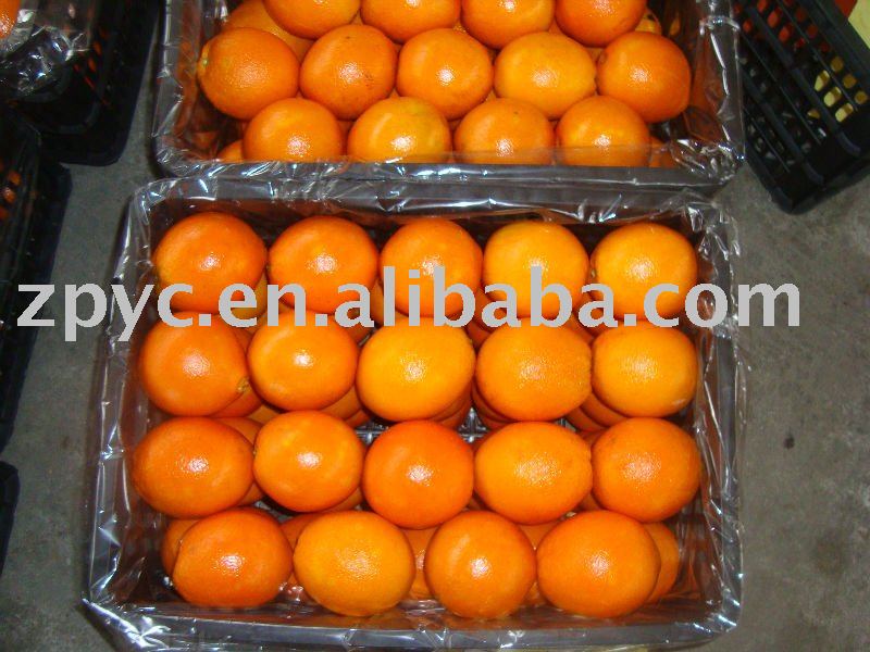 Top Chinese  fresh navel orange