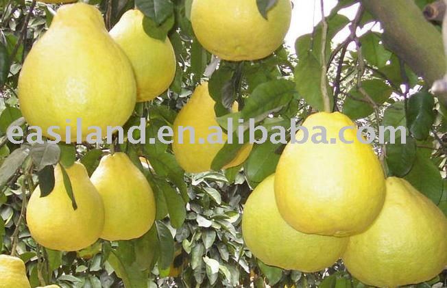 fresh pomelo NO.04