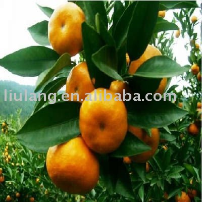 Fresh sugar mandarin