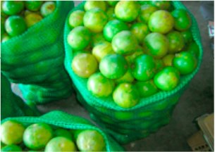 Fresh Lime