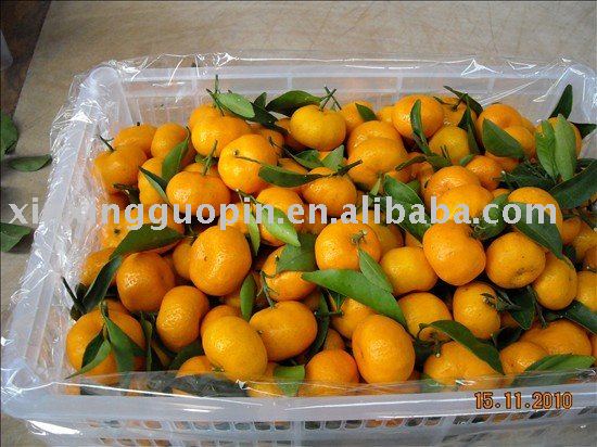 Nanfeng Mandarin Orange