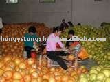 Pink pomelo,Sweet pomelo