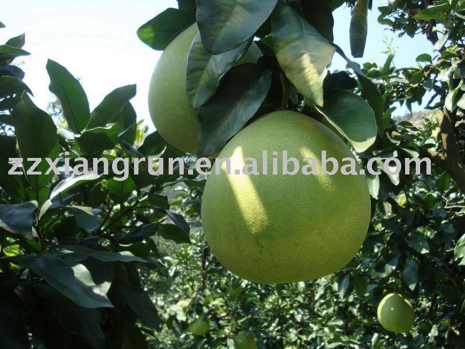 sweet honey pomelo