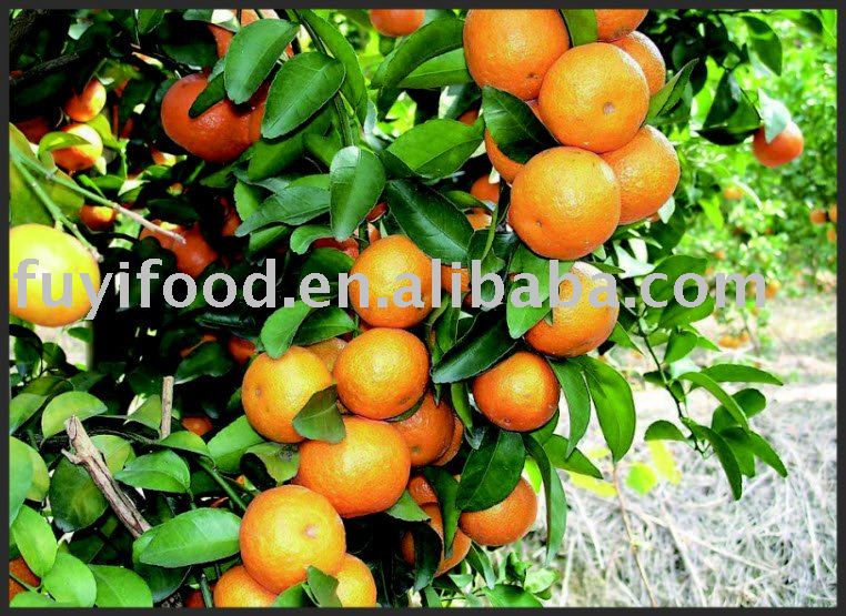 Fresh Mandarin