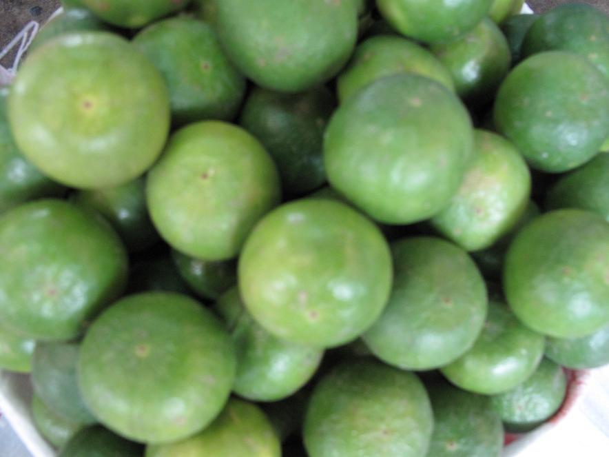 Lime Fresh and Frozen, All Grades
