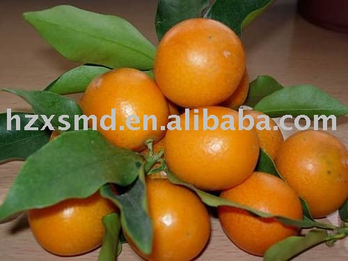 Kumquat products,Singapore Kumquat supplier