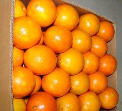 Navel orange