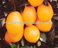 navel orange