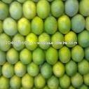 Sweet Lime/ Mosambi Fruit