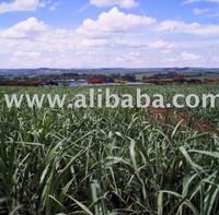 Brazilian White Cane Sugar ICUMSA 45