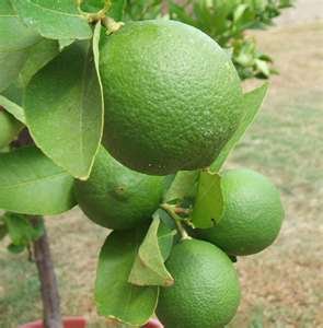 Fresh Quality Limes for Sale