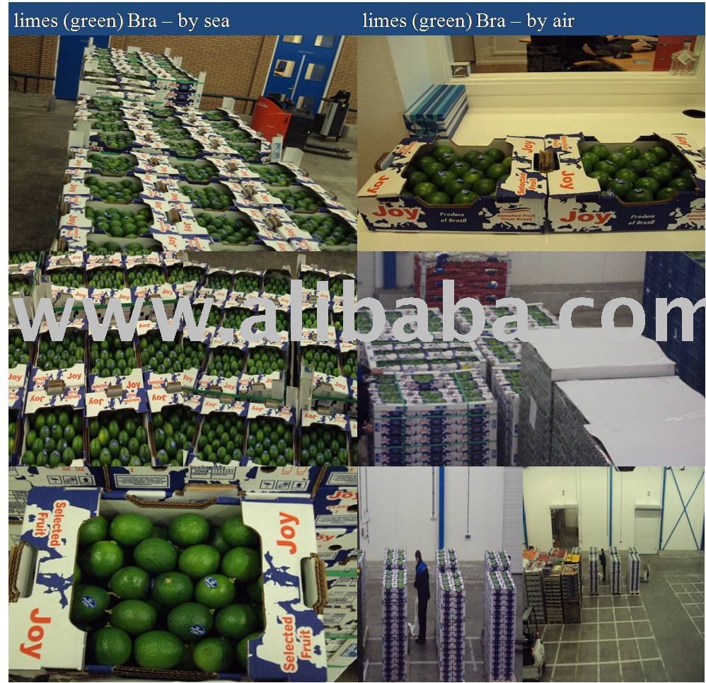 to sell Limes (green citrus) - fresh fruit - tropical exotic
