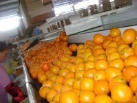 SWEAT NAVAL AND VALENCIA ORANGES and mandarin orange FOR SALE,CAVENDISH BANANA,Apples, Oranges, Citr