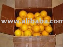 Fresh Valencia and Navel Oranges ready
