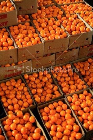 fresh Mandarins for sale