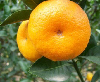 mandarin orange