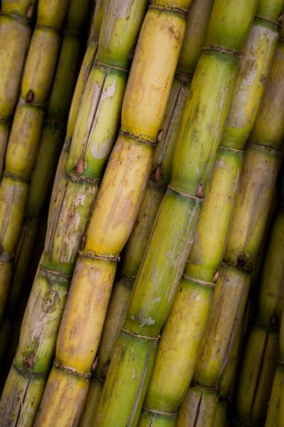 Icumsa 45 Refined Cane Sugar