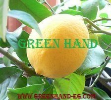 Lemons