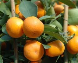MANDARINE ORANGE