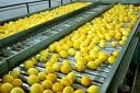  FRESH   PRODUCE 