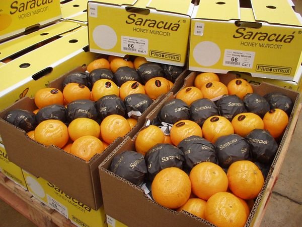 Murcott Mandarins
