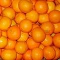 fresh  oranges
