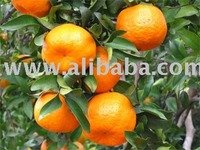 FRESH QUALITY MANDARIN ORANGES