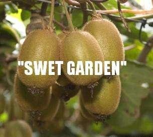 I will sell citrus fruits from Poland