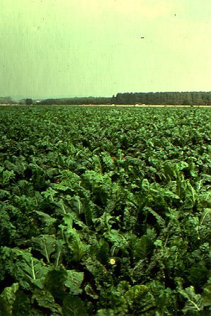 tons of refined beet sugar from cameroon at very competitive prices 225usd per mt cif ASWP