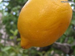 Good fresh lemon