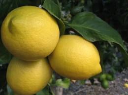 Fresh Lemon
