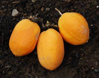 Water Lemon seeds
